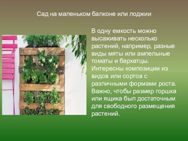 Сад на маленьком балконе или лоджии В одну емкость можно высаживать