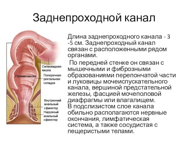 Заднепроходной канал Длина заднепроходного канала - 3 -5 см. Заднепроходный канал