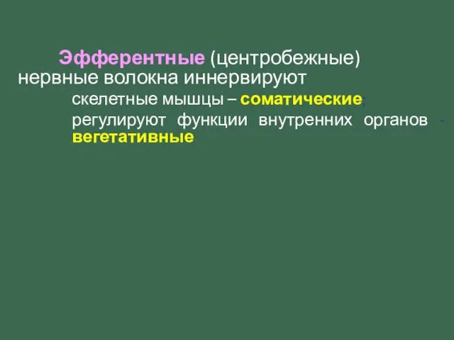 Эфферентные (центробежные) нервные волокна иннервируют скелетные мышцы – соматические; регулируют функции внутренних органов - вегетативные