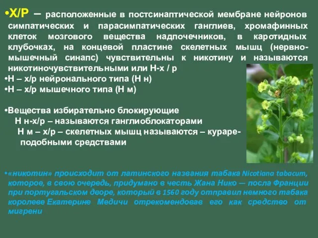 Х/Р – расположенные в постсинаптической мембране нейронов симпатических и парасимпатических ганглиев,