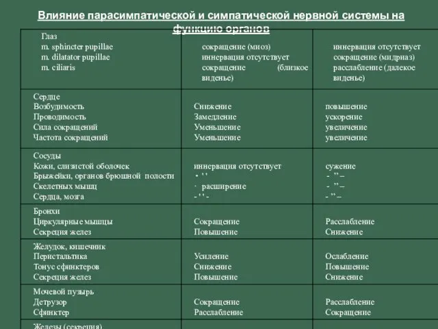 Влияние парасимпатической и симпатической нервной системы на функцию органов