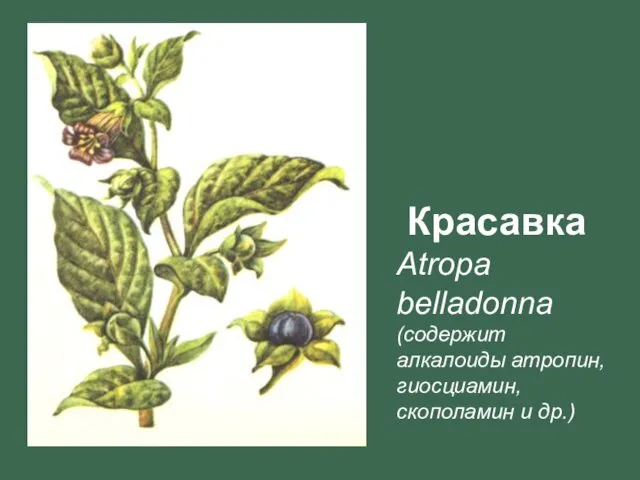 Красавка Atropa belladonna (содержит алкалоиды атропин, гиосциамин, скополамин и др.)