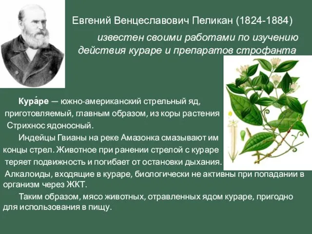 Евгений Венцеславович Пеликан (1824-1884) известен своими работами по изучению действия кураре