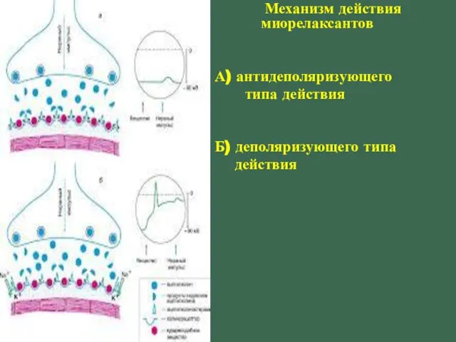 Механизм действия миорелаксантов А) антидеполяризующего типа действия Б) деполяризующего типа действия