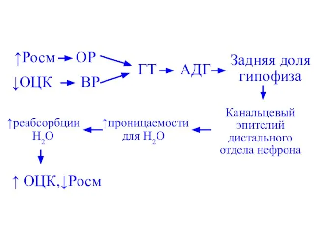 ↑Росм ОР ↓ОЦК ВР ГТ АДГ Задняя доля гипофиза Канальцевый эпителий