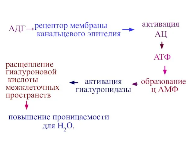 АДГ→ рецептор мембраны канальцевого эпителия активация АЦ образование ц АМФ активация