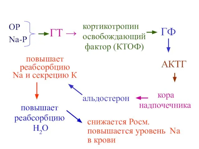 ОР Na-Р ГТ → кортикотропин освобождающий фактор (КТОФ) ГФ АКТГ кора