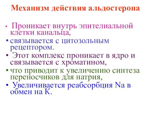 Механизм действия альдостерона Проникает внутрь эпителиальной клетки канальца, связывается с цитозольным