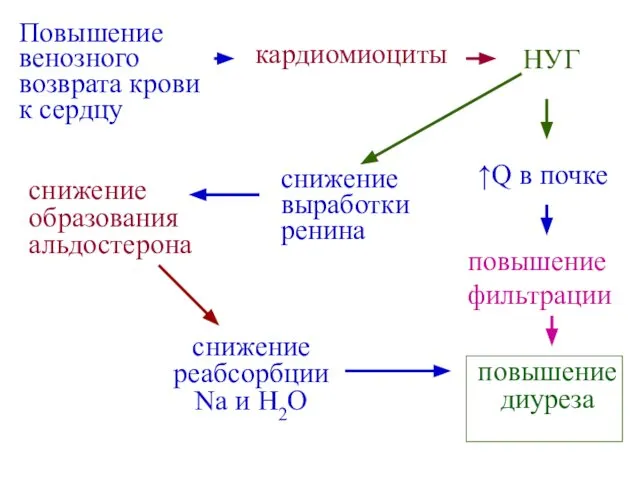 Повышение венозного возврата крови к сердцу кардиомиоциты НУГ ↑Q в почке