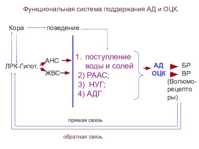 АД ОЦК БР ВР (Волюмо- рецепто ры) ЛРК-Гипот. АНС ЖВС поступление