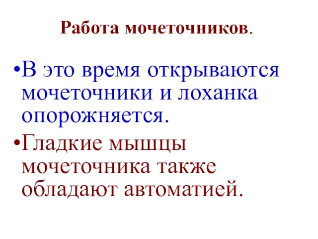 Работа мочеточников. В это время открываются мочеточники и лоханка опорожняется. Гладкие мышцы мочеточника также обладают автоматией.