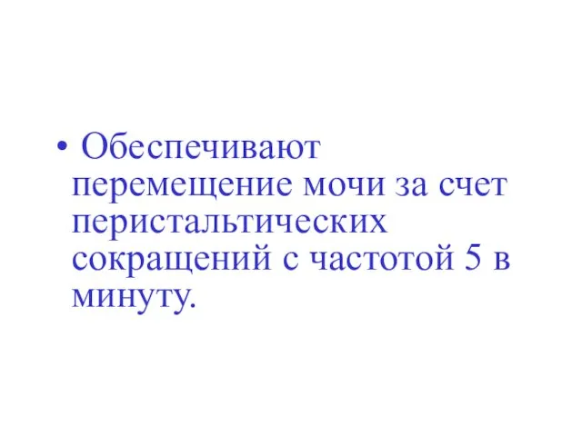 Обеспечивают перемещение мочи за счет перистальтических сокращений с частотой 5 в минуту.