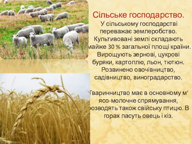 Сільське господарство. У сільському господарстві переважає землеробство. Культивовані землі складають майже