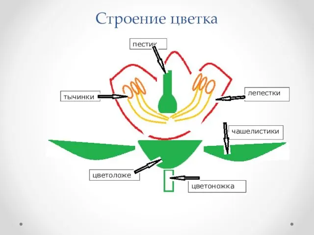 Строение цветка цветоножка цветоложе лепестки тычинки пестик чашелистики