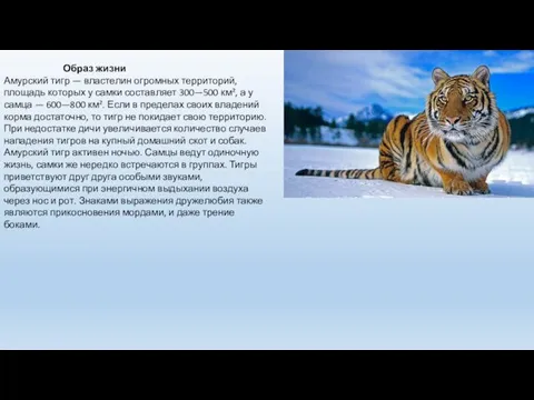 Образ жизни Амурский тигр — властелин огромных территорий, площадь которых у