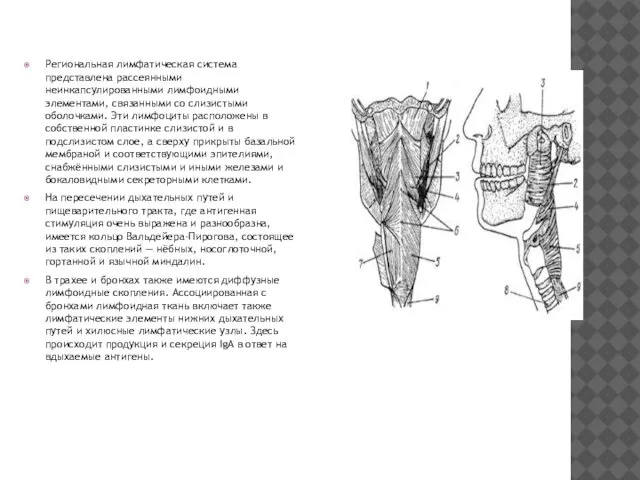 Региональная лимфатическая система представлена рассеянными неинкапсулированными лимфоидными элементами, связанными со слизистыми