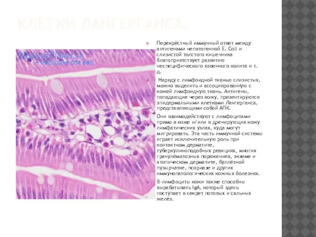 КЛЕТКИ ЛАНГЕРГАНСА. Перекрёстный иммунный ответ между антигенами непатогенной Е. Coli и