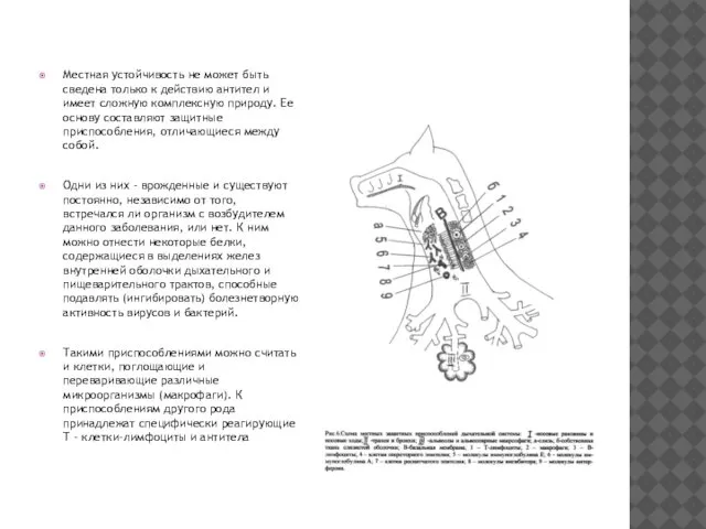 Местная устойчивость не может быть сведена только к действию антител и