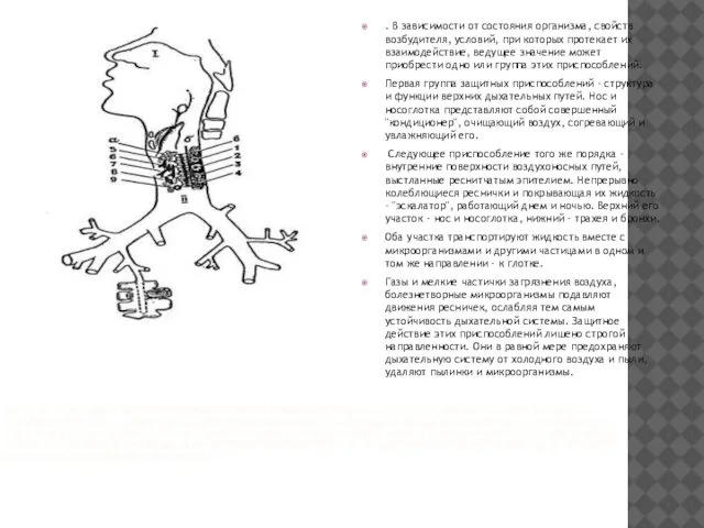 СХЕМА МЕСТНЫХ ЗАЩИТНЫХ ПРИСПОСОБЛЕНИЙ ДЫХАТЕЛЬНОЙ СИСТЕМЫ: I — НОСОВЫЕ РАКОВИНЫ И