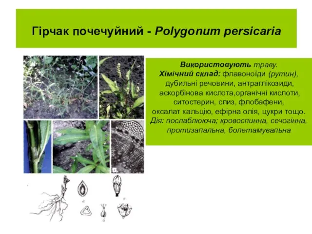 Гірчак почечуйний - Polygonum persicaria Використовують траву. Хімічний склад: флавоноїди (рутин),