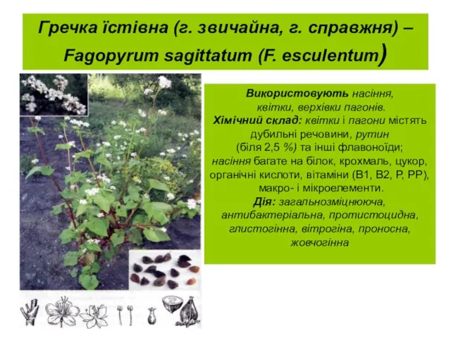 Гречка їстівна (г. звичайна, г. справжня) – Fagopyrum sagittatum (F. esculentum)