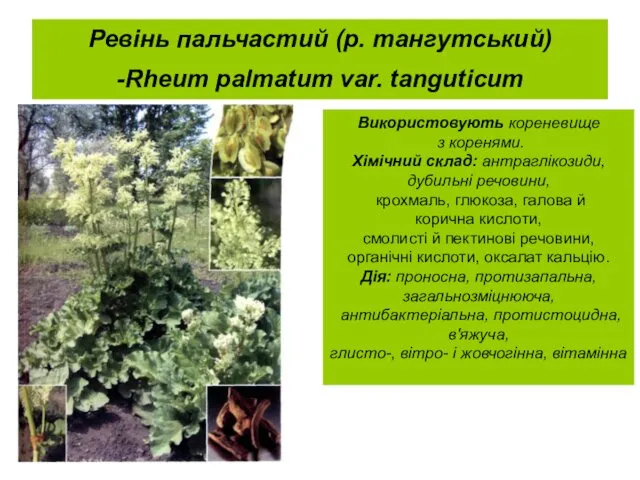 Ревінь пальчастий (р. тангутський) -Rheum palmatum var. tanguticum Використовують кореневище з