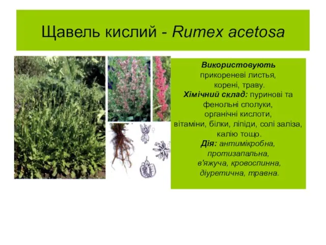 Щавель кислий - Rumex acetosa Використовують прикореневі листья, корені, траву. Хімічний