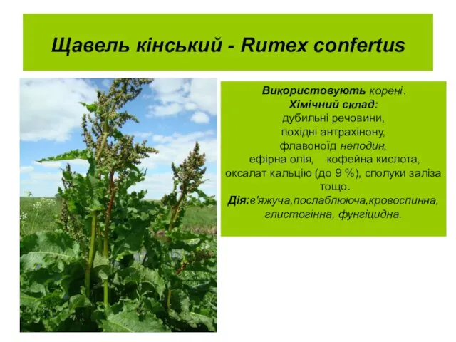 Щавель кінський - Rumex confertus Використовують корені. Хімічний склад: дубильні речовини,