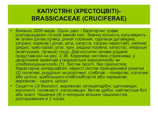 КАПУСТЯНІ (ХРЕСТОЦВІТІ)- BRASSICACEAE (CRUCIFERAE) Близько 3200 видів. Одно-,дво- і багаторічні трави,