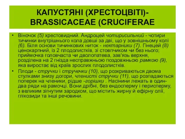 КАПУСТЯНІ (ХРЕСТОЦВІТІ)- BRASSICACEAE (CRUCIFERAE Віночок (5) хрестовидний. Андроцей чотирисильний - чотири