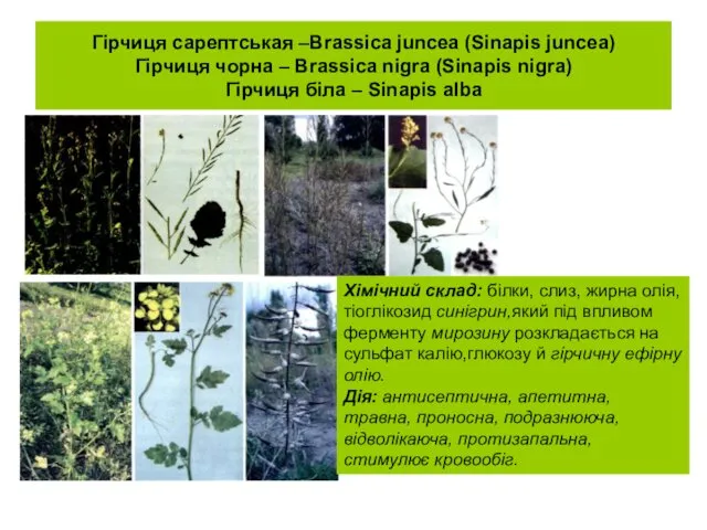 Гірчиця сарептськая –Brassica juncea (Sinapis juncea) Гірчиця чорна – Brassica nigra