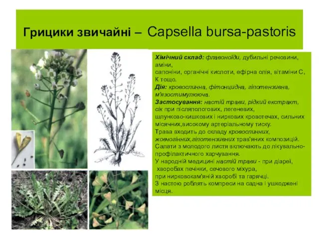 Грицики звичайні – Capsella bursa-pastoris Хімічний склад: флавоноїди, дубильні речовини, аміни,