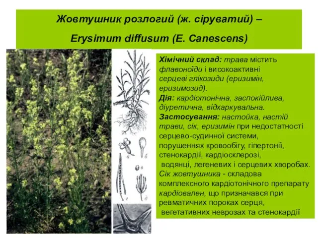 Жовтушник розлогий (ж. сіруватий) – Erysimum diffusum (Е. Canescens) . Хімічний