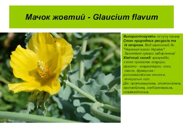 Мачок жовтий - Glaucium flavum . Використовують квітучу траву. Стан природних