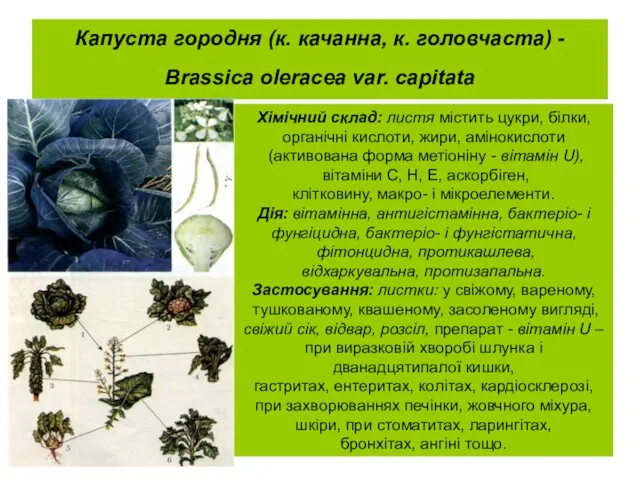 Капуста городня (к. качанна, к. головчаста) - Brassica oleracea var. capitata