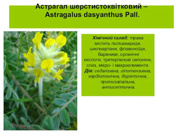 Астрагал шерстистоквітковий – Astragalus dasyanthus Pall. Хімічний склад: трава містить полісахариди,