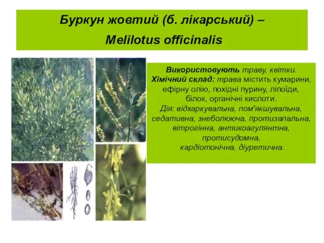 Буркун жовтий (б. лікарський) – Melilotus officinalis Використовують траву, квітки. Хімічний