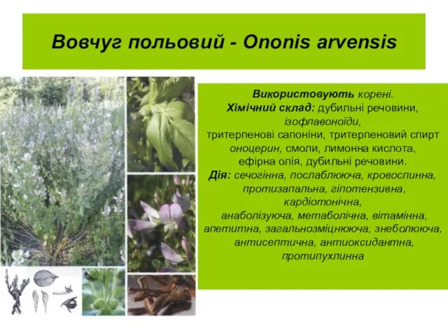 Вовчуг польовий - Ononis arvensis Використовують корені. Хімічний склад: дубильні речовини,