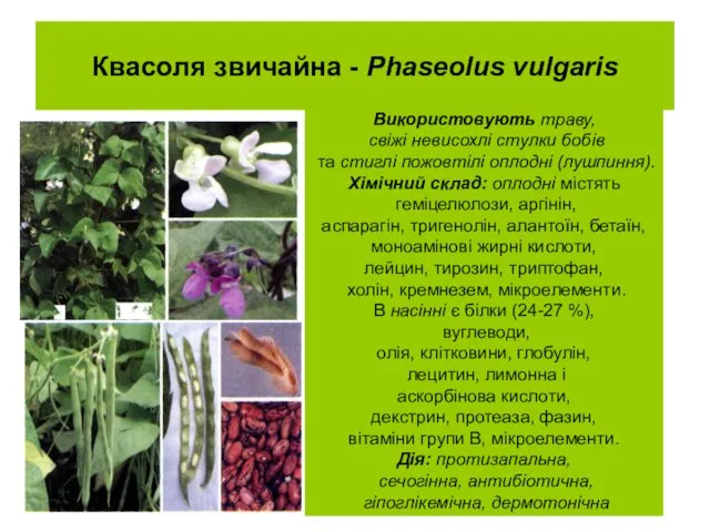 Квасоля звичайна - Phaseolus vulgaris Використовують траву, свіжі невисохлі стулки бобів