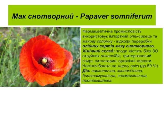 Мак снотворний - Papaver somniferum Фармацевтична промисловість використовує імпортний опій-сирець та