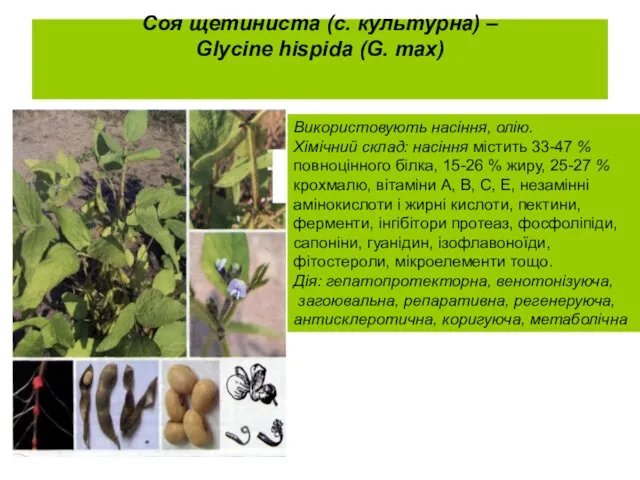 Соя щетиниста (с. культурна) – Glycine hispida (G. max) Використовують насіння,