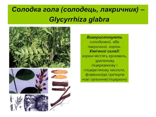 Солодка гола (солодець, лакричник) – Glycyrrhiza glabra Використовують солодковий, або лакричний,