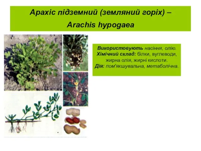 Арахіс підземний (земляний горіх) – Arachis hypogaea Використовують насіння, олію. Хімічний