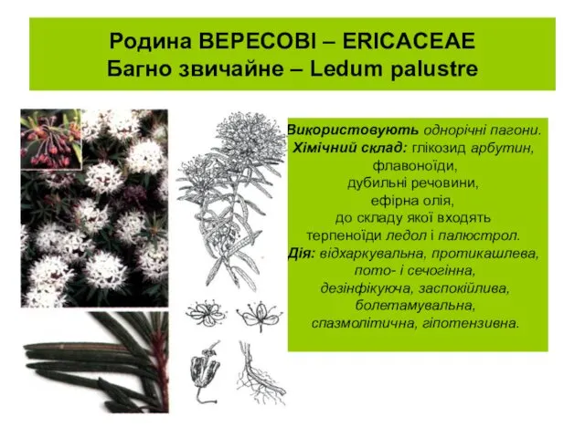 Родина ВЕРЕСОВІ – ERICACEAE Багно звичайне – Ledum palustre Використовують однорічні