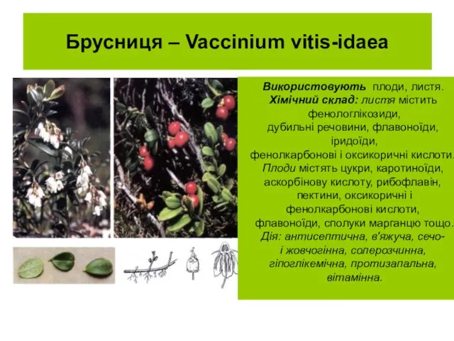 Брусниця – Vaccinium vitis-idaea Використовують плоди, листя. Хімічний склад: листя містить