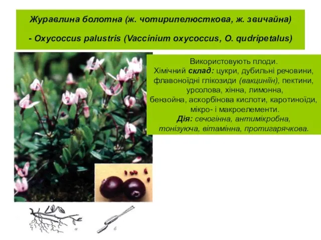 Журавлина болотна (ж. чотирипелюсткова, ж. звичайна) - Oxycoccus palustris (Vaccinium oxycoccus,