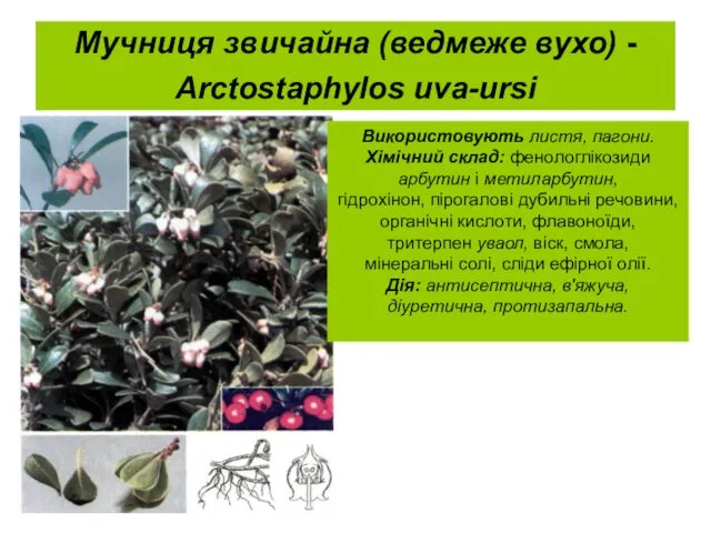 Мучниця звичайна (ведмеже вухо) - Arctostaphylos uva-ursi Використовують листя, пагони. Хімічний