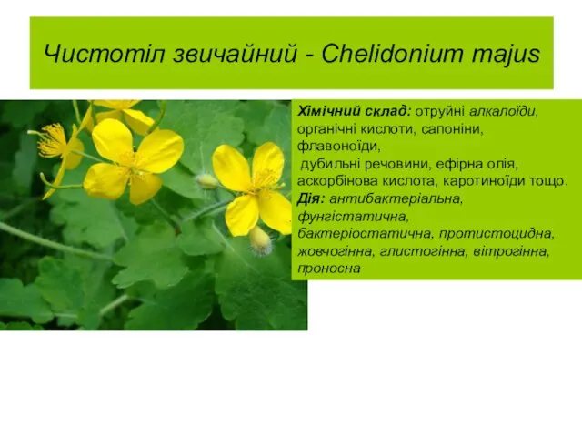 Чистотіл звичайний - Chelidonium majus . Хімічний склад: отруйні алкалоїди, органічні