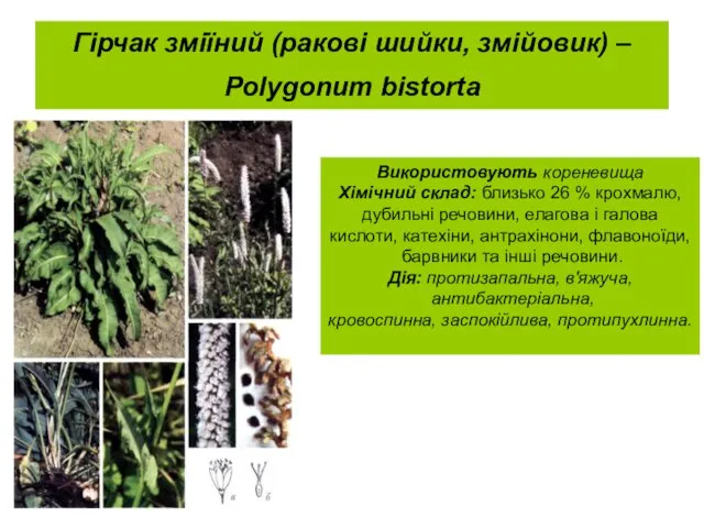 Гірчак зміїний (ракові шийки, змійовик) – Polygonum bistorta Використовують кореневища Хімічний