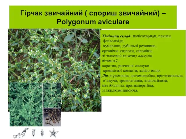 Гірчак звичайний ( спориш звичайний) – Polygonum aviculare Хімічний склад: полісахариди,